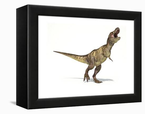 Tyrannosaurus Rex Dinosaur on White Background-null-Framed Stretched Canvas