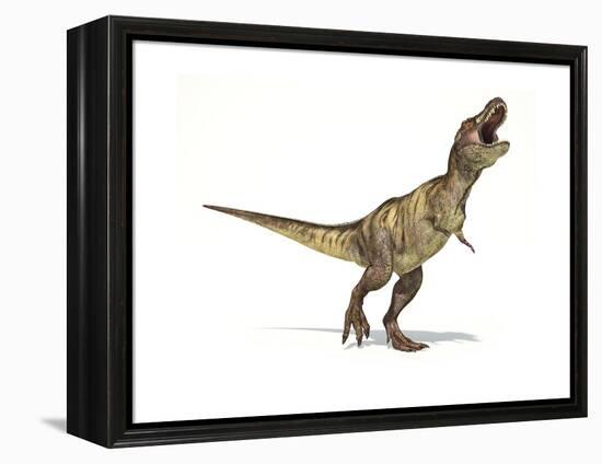 Tyrannosaurus Rex Dinosaur on White Background-null-Framed Stretched Canvas