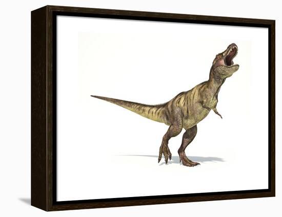 Tyrannosaurus Rex Dinosaur on White Background-null-Framed Stretched Canvas