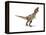 Tyrannosaurus Rex Dinosaur on White Background-null-Framed Stretched Canvas