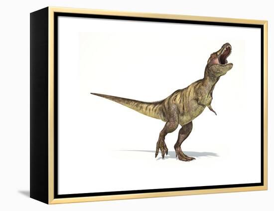 Tyrannosaurus Rex Dinosaur on White Background-null-Framed Stretched Canvas