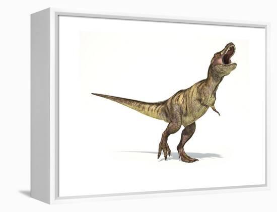 Tyrannosaurus Rex Dinosaur on White Background-null-Framed Stretched Canvas