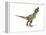 Tyrannosaurus Rex Dinosaur on White Background-null-Framed Stretched Canvas