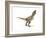 Tyrannosaurus Rex Dinosaur on White Background-null-Framed Premium Giclee Print