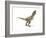 Tyrannosaurus Rex Dinosaur on White Background-null-Framed Premium Giclee Print