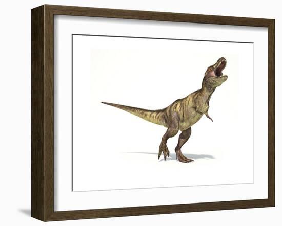 Tyrannosaurus Rex Dinosaur on White Background-null-Framed Premium Giclee Print