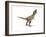 Tyrannosaurus Rex Dinosaur on White Background-null-Framed Premium Giclee Print