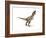 Tyrannosaurus Rex Dinosaur on White Background-null-Framed Premium Giclee Print