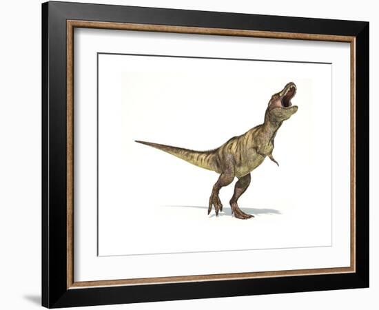 Tyrannosaurus Rex Dinosaur on White Background-null-Framed Premium Giclee Print