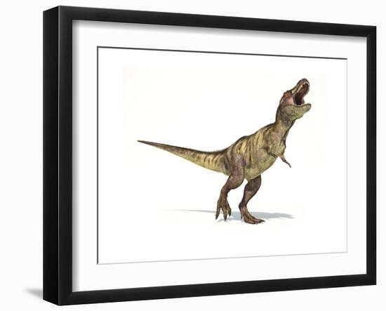 Tyrannosaurus Rex Dinosaur on White Background-null-Framed Premium Giclee Print