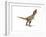 Tyrannosaurus Rex Dinosaur on White Background-null-Framed Premium Giclee Print