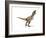 Tyrannosaurus Rex Dinosaur on White Background-null-Framed Art Print