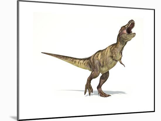 Tyrannosaurus Rex Dinosaur on White Background-null-Mounted Art Print