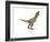 Tyrannosaurus Rex Dinosaur on White Background-null-Framed Art Print