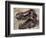 Tyrannosaurus Rex Dinosaur Skull-Stocktrek Images-Framed Premium Giclee Print