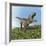 Tyrannosaurus Rex Dinosaur-null-Framed Premium Giclee Print