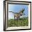 Tyrannosaurus Rex Dinosaur-null-Framed Premium Giclee Print