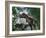 Tyrannosaurus Rex Dinosaurs-Jose Antonio-Framed Photographic Print