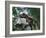 Tyrannosaurus Rex Dinosaurs-Jose Antonio-Framed Photographic Print