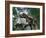 Tyrannosaurus Rex Dinosaurs-Jose Antonio-Framed Photographic Print