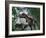 Tyrannosaurus Rex Dinosaurs-Jose Antonio-Framed Photographic Print