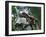 Tyrannosaurus Rex Dinosaurs-Jose Antonio-Framed Photographic Print