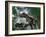 Tyrannosaurus Rex Dinosaurs-Jose Antonio-Framed Photographic Print