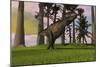 Tyrannosaurus Rex Hunting in Grasslands-null-Mounted Art Print