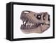 Tyrannosaurus rex skull-Walter Geiersperger-Framed Premier Image Canvas