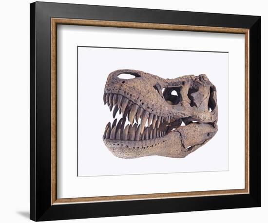 Tyrannosaurus rex skull-Walter Geiersperger-Framed Photographic Print