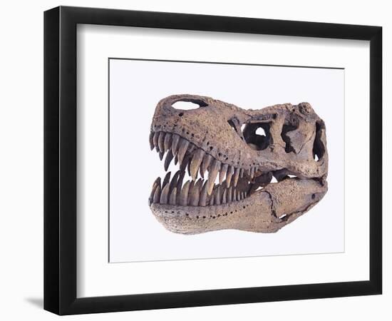 Tyrannosaurus rex skull-Walter Geiersperger-Framed Photographic Print