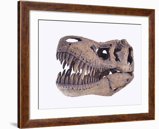 Tyrannosaurus rex skull-Walter Geiersperger-Framed Photographic Print