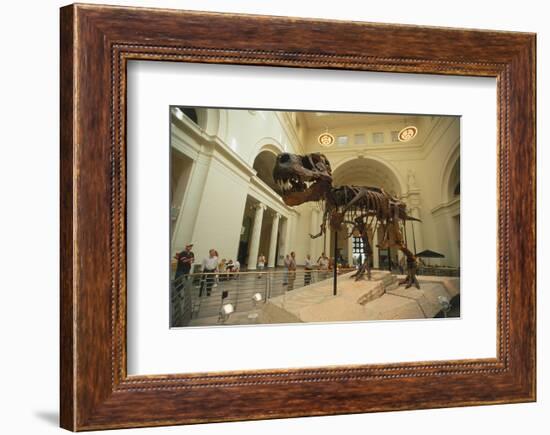 Tyrannosaurus Rex (Sue), Field Museum in Chicago, Illinois, USA-null-Framed Art Print