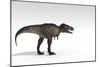 Tyrannosaurus Rex, White Background-null-Mounted Art Print