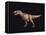 Tyrannosaurus Rex-Joe Tucciarone-Framed Premier Image Canvas