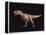 Tyrannosaurus Rex-Joe Tucciarone-Framed Premier Image Canvas