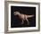 Tyrannosaurus Rex-Joe Tucciarone-Framed Photographic Print