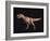 Tyrannosaurus Rex-Joe Tucciarone-Framed Photographic Print