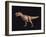 Tyrannosaurus Rex-Joe Tucciarone-Framed Photographic Print