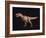 Tyrannosaurus Rex-Joe Tucciarone-Framed Photographic Print