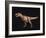 Tyrannosaurus Rex-Joe Tucciarone-Framed Photographic Print