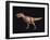 Tyrannosaurus Rex-Joe Tucciarone-Framed Photographic Print