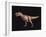 Tyrannosaurus Rex-Joe Tucciarone-Framed Photographic Print