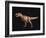 Tyrannosaurus Rex-Joe Tucciarone-Framed Photographic Print