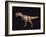 Tyrannosaurus Rex-Joe Tucciarone-Framed Photographic Print