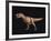 Tyrannosaurus Rex-Joe Tucciarone-Framed Photographic Print