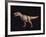 Tyrannosaurus Rex-Joe Tucciarone-Framed Photographic Print