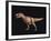 Tyrannosaurus Rex-Joe Tucciarone-Framed Photographic Print