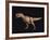 Tyrannosaurus Rex-Joe Tucciarone-Framed Photographic Print