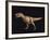 Tyrannosaurus Rex-Joe Tucciarone-Framed Photographic Print